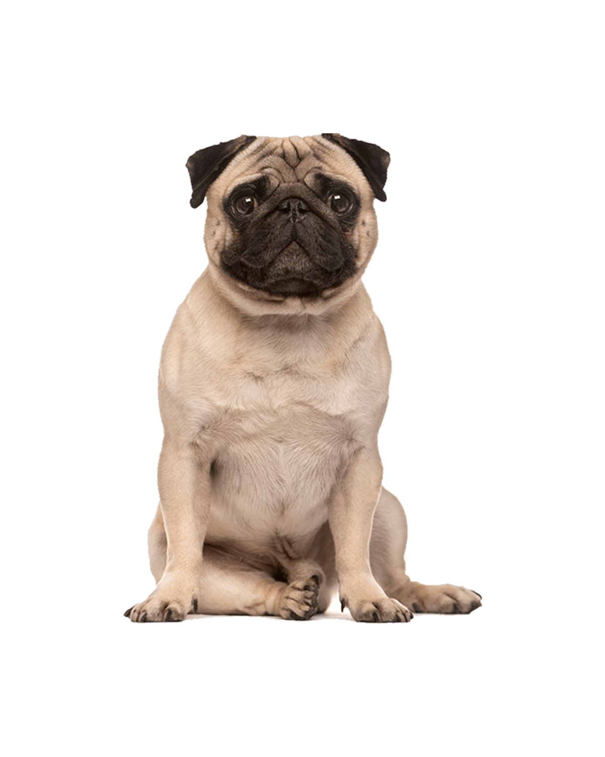 Pug