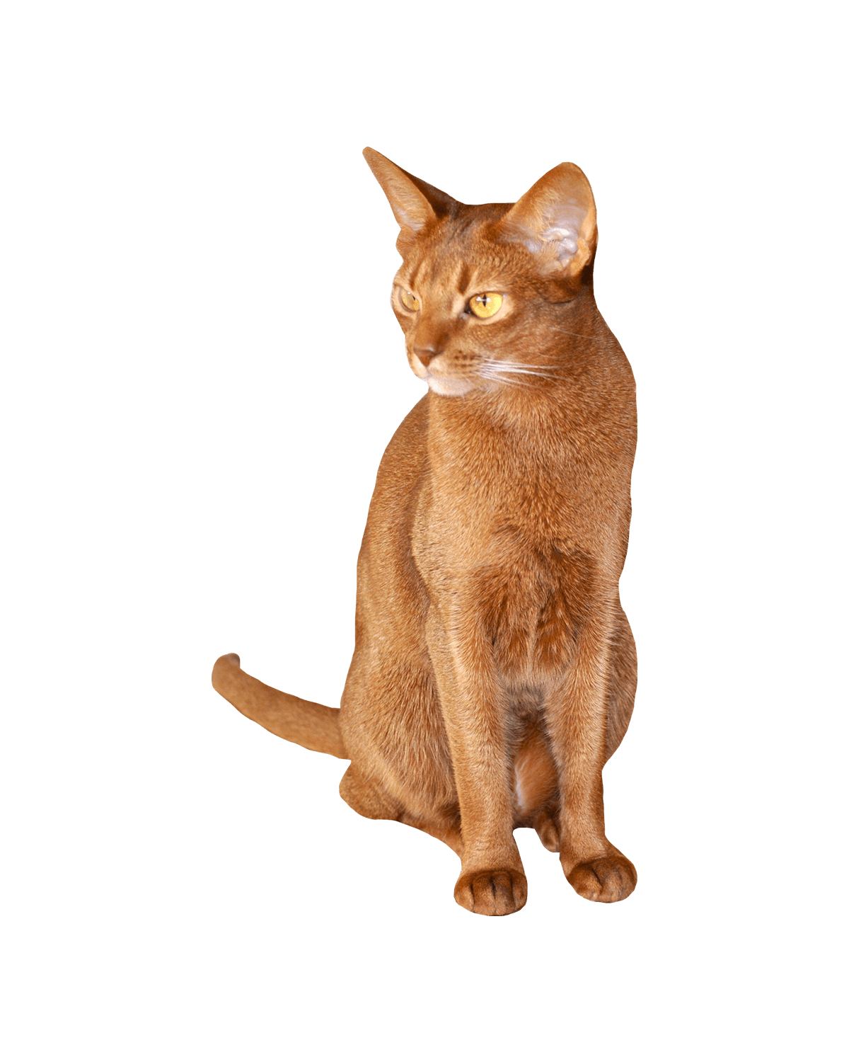 Abyssinian