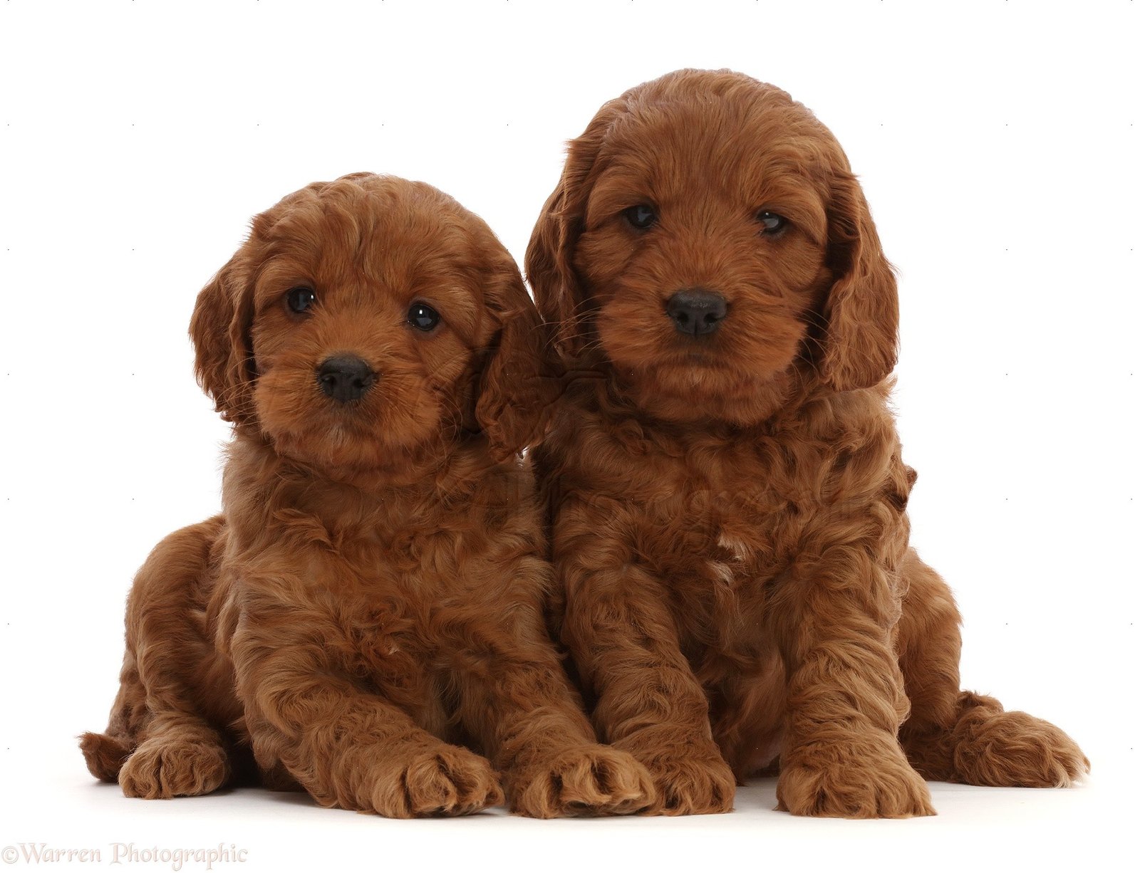 Cockapoo