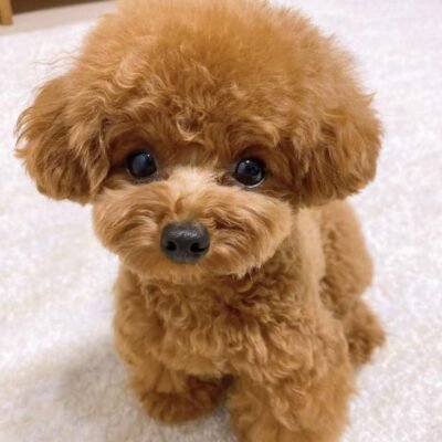 Toy Poodle
