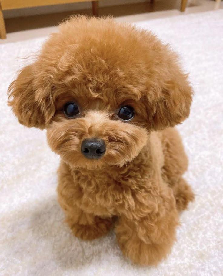 Toy Poodle