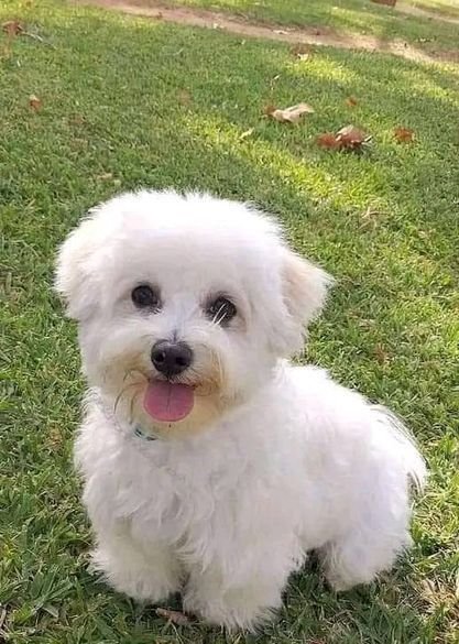Maltese