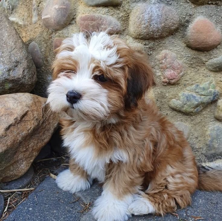 Havanese