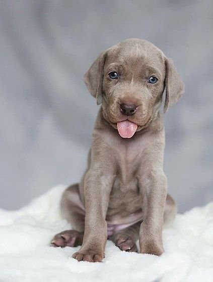 Weimaraner