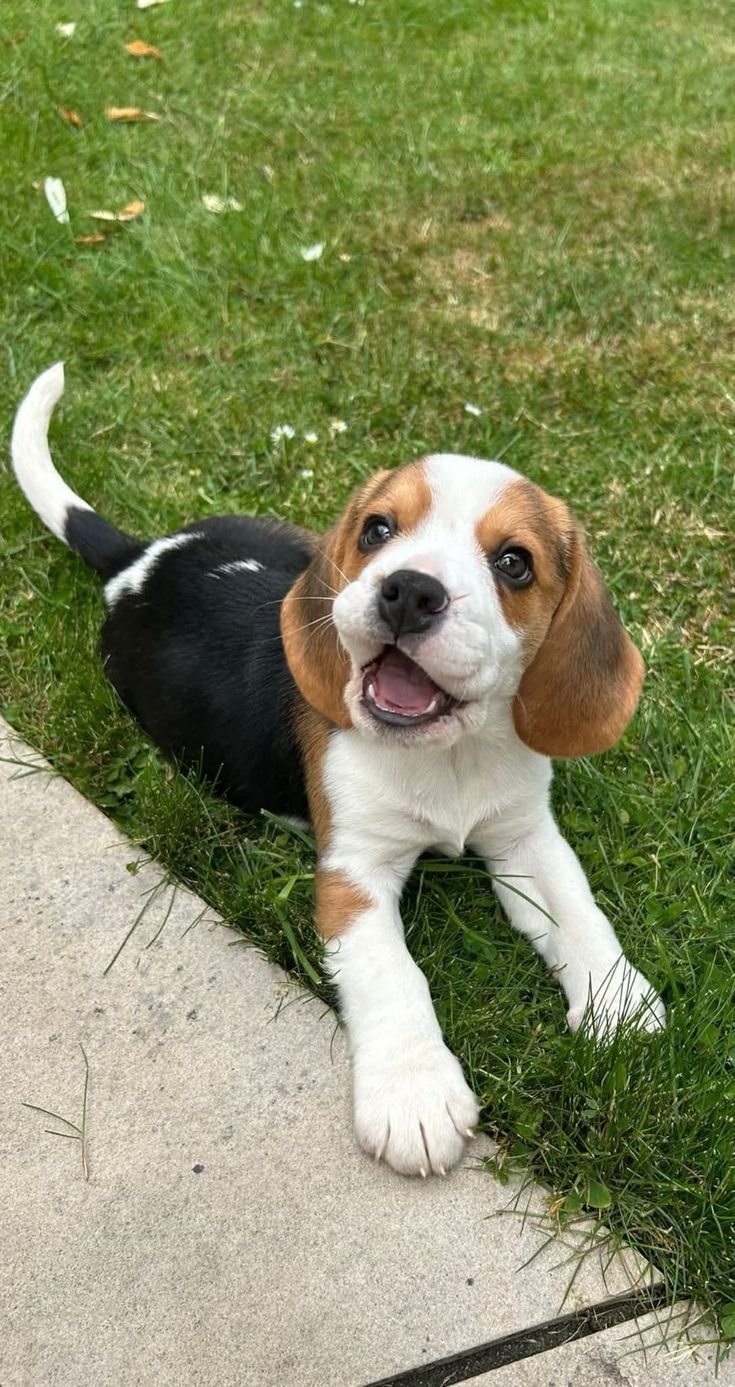 Beagle