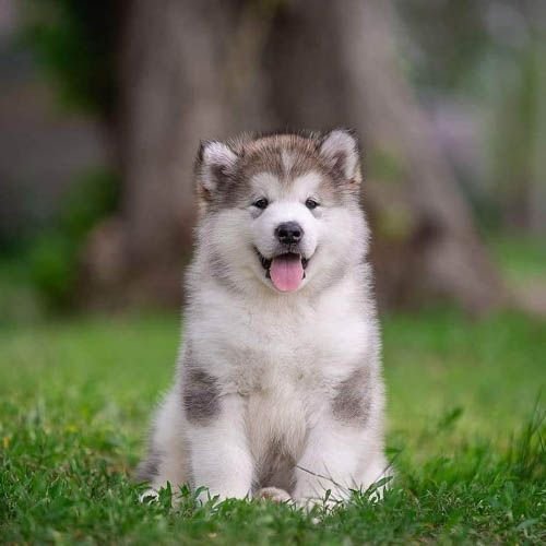 Alaskan Malamute