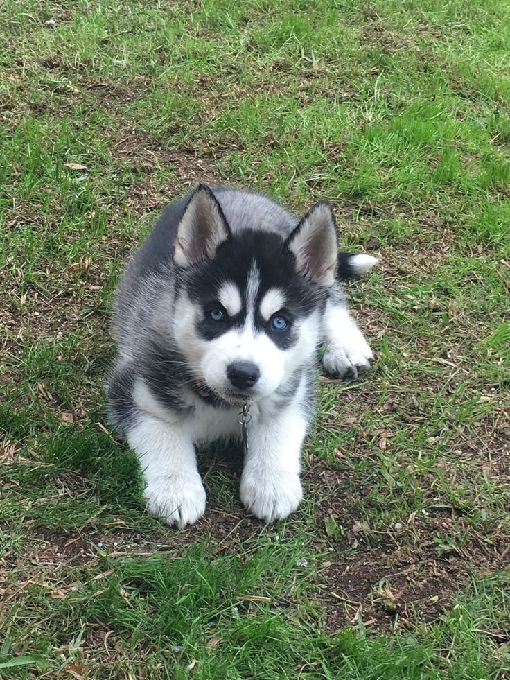 Husky