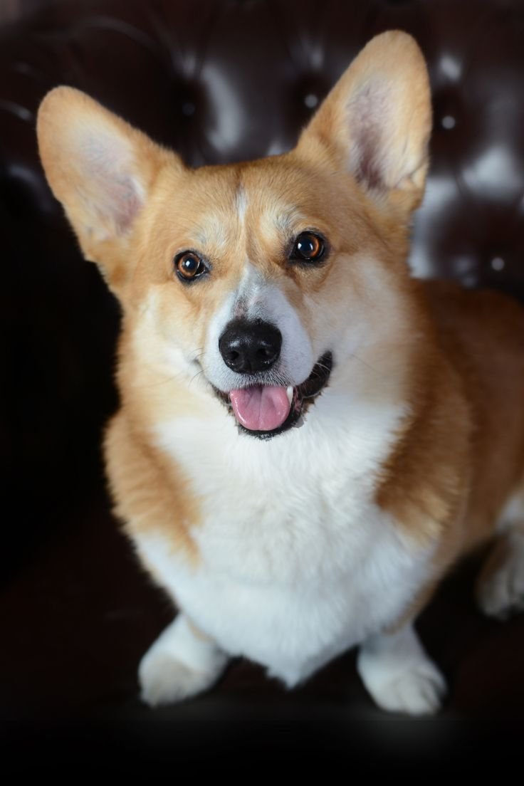 Pembroke Welsh Corgi