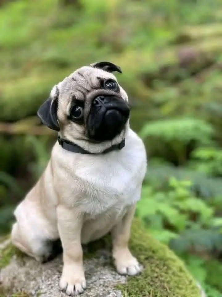 Pug