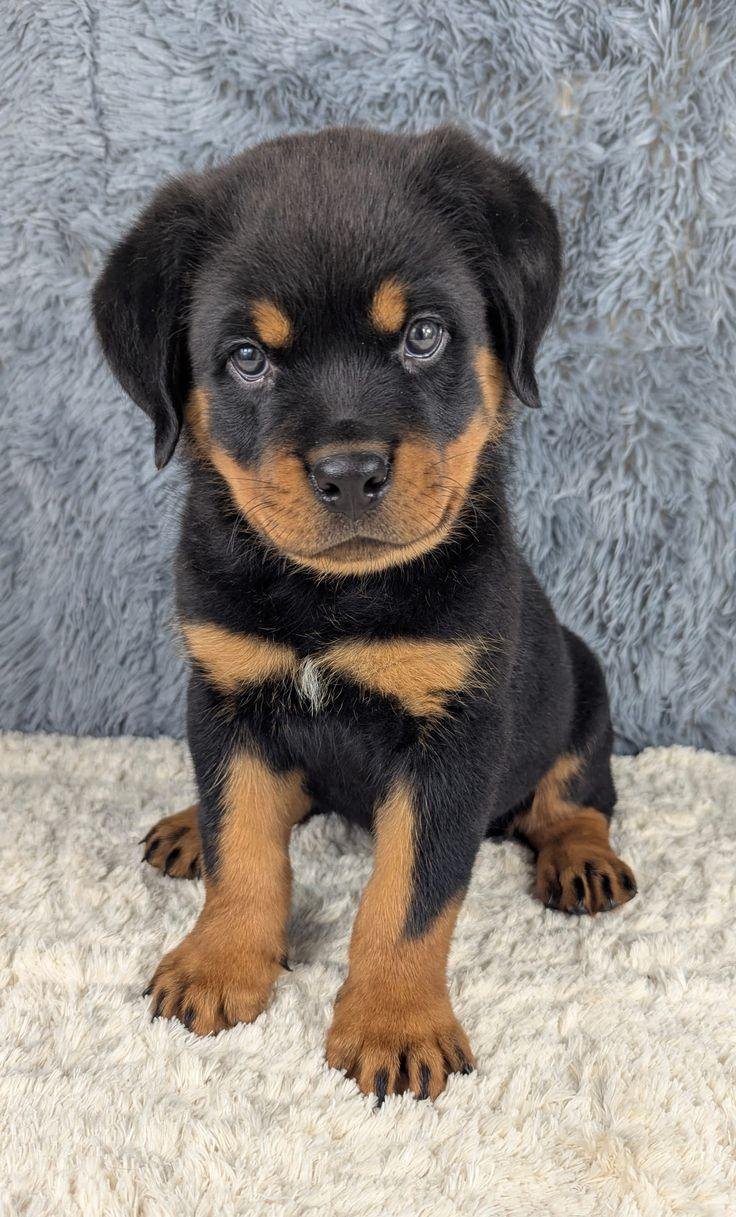 Rottweiler