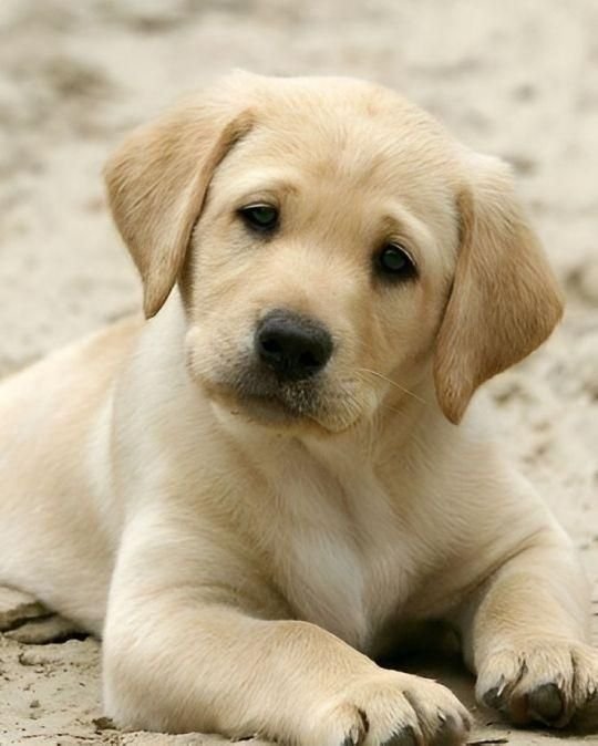 Labrador Retriever ( 3 Colors )