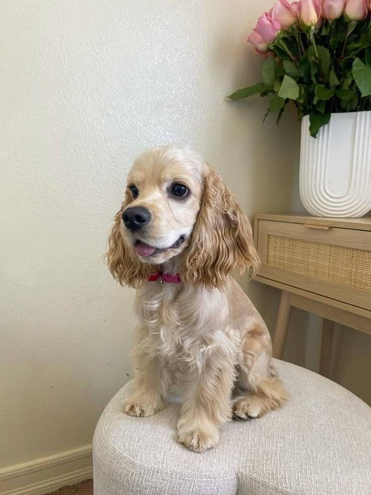 American Cocker Spaniel
