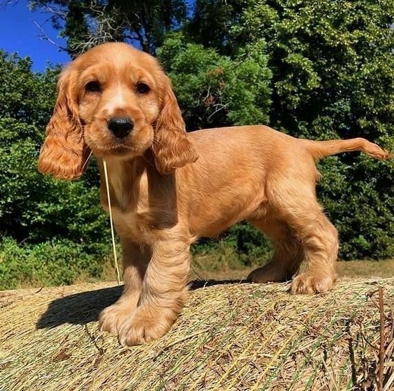 English Cocker Spaniel