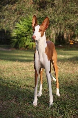 Ibizan Hound