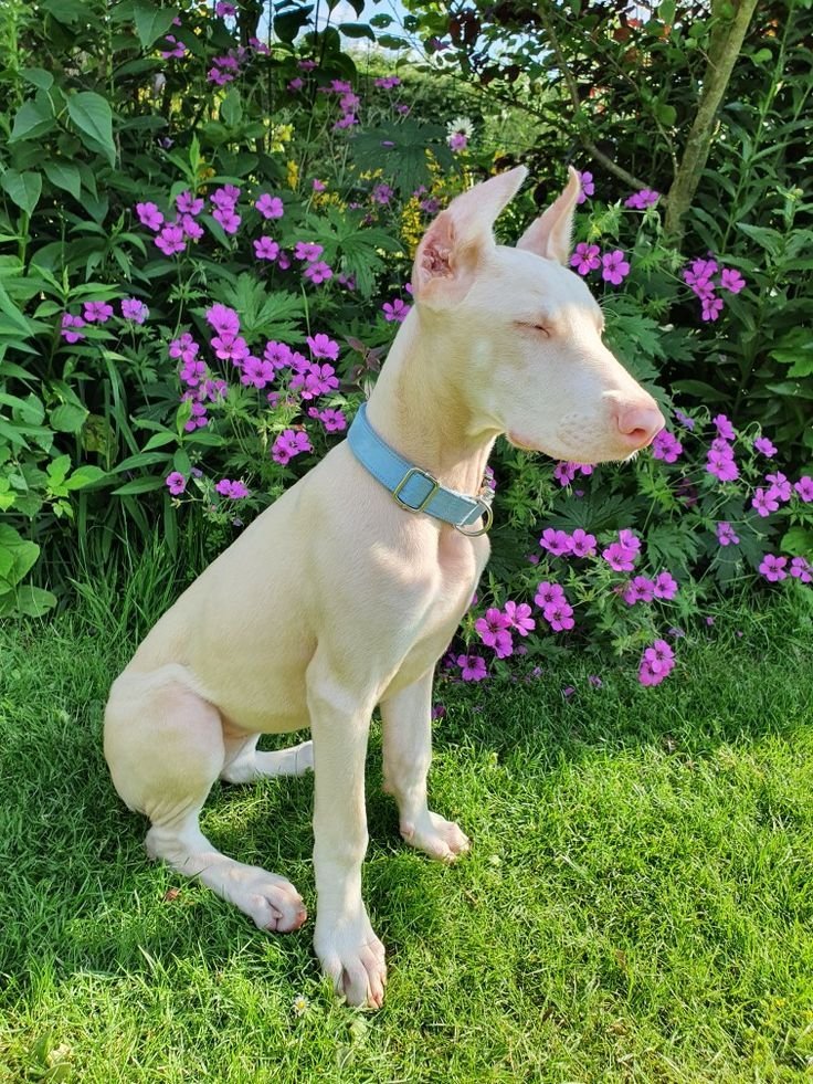 Albino Doberman