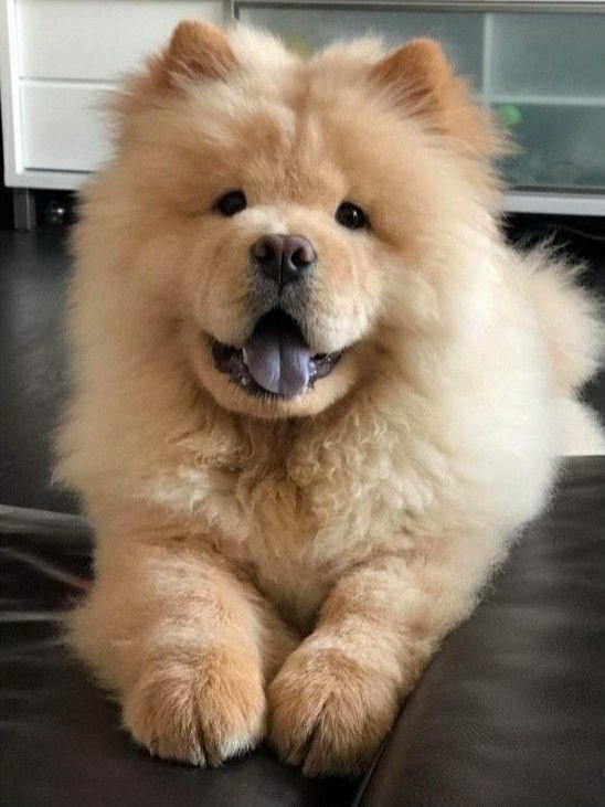 Chow Chow