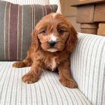 Cavapoo