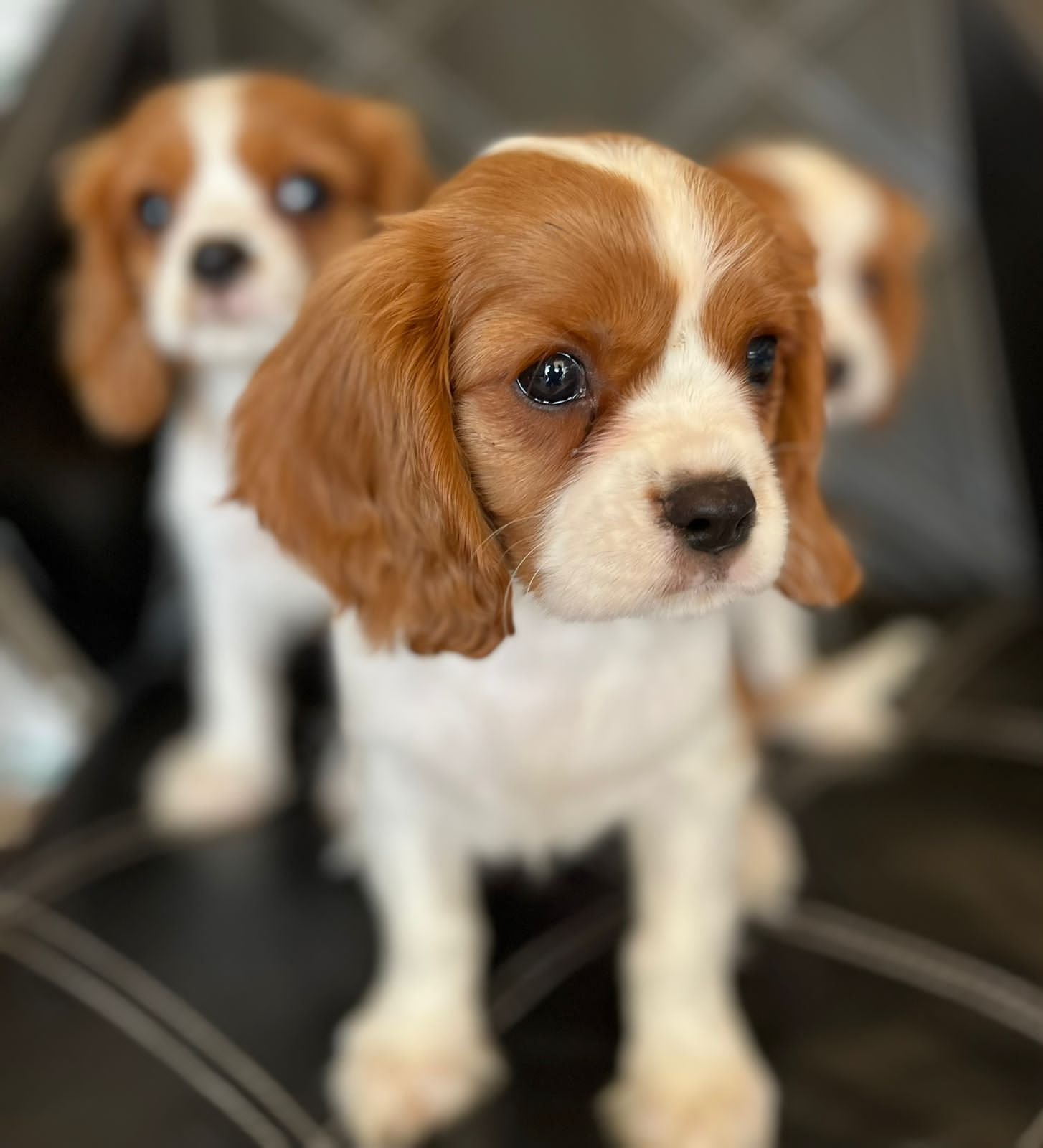 King Charles (Cavalier)