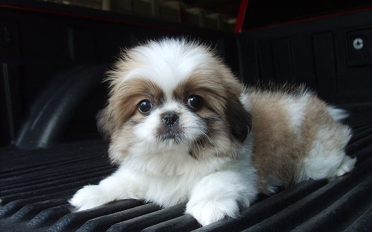 Shih Tzu