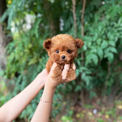 Teacup Poodle